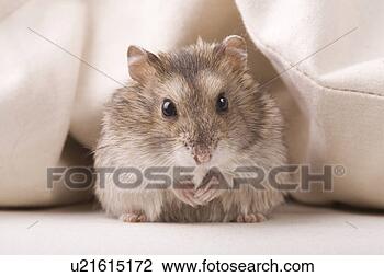 Stock Photo - animal, curiosity, 
close-up, animals, 
alfred. fotosearch 
- search stock 
photos, pictures, 
images, and photo 
clipart