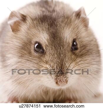 Stock Photography - animal, curiosity, 
close-up, animals, 
alfred. fotosearch 
- search stock 
photos, pictures, 
images, and photo 
clipart