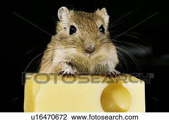 Stock Photo - animals, black, 
beige, alfred. 
fotosearch - search 
stock photos, 
pictures, images, 
and photo clipart