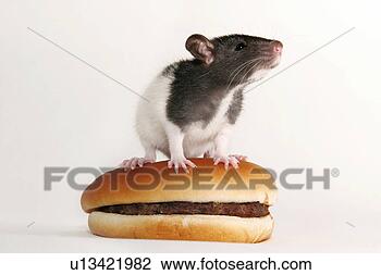 Stock Photo - animals, burger, 
bun, bread roll, 
alfred. fotosearch 
- search stock 
photos, pictures, 
images, and photo 
clipart