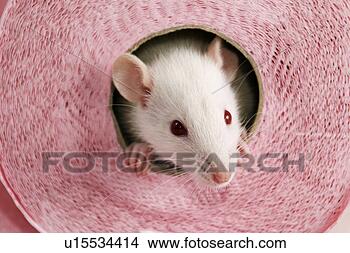 Stock Photo - animals, close, 
body, alfred. 
fotosearch - search 
stock photos, 
pictures, images, 
and photo clipart