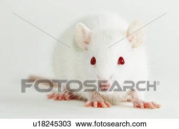 Stock Photo - animals, front, 
close-up, close, 
alfred. fotosearch 
- search stock 
photos, pictures, 
images, and photo 
clipart