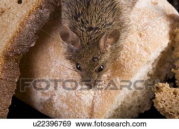 Stock Photograph - brotkrume, aliment, 
bread, animals, 
animal, alfred. 
fotosearch - search 
stock photos, 
pictures, images, 
and photo clipart