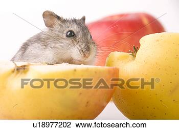 Stock Photo - cankerous, animal, 
apples, apple, 
animals, alfred. 
fotosearch - search 
stock photos, 
pictures, images, 
and photo clipart