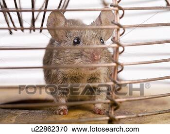 Stock Photography - pet, alfred, animal, 
animals, constrain, 
dling. fotosearch 
- search stock 
photos, pictures, 
images, and photo 
clipart