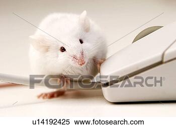 Stock Image - rechner, alfred, 
animals, cable, 
close. fotosearch 
- search stock 
photos, pictures, 
images, and photo 
clipart