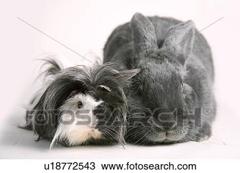 Stock Photo - tierportraits, 
freigestellt, 
alfred, animal, 
animal portrait, 
animals. fotosearch 
- search stock 
photos, pictures, 
images, and photo 
clipart