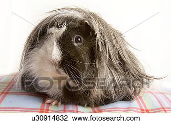 Stock Photo - tierportraits, 
pet, alfred, animal, 
animal portrait, 
animals. fotosearch 
- search stock 
photos, pictures, 
images, and photo 
clipart