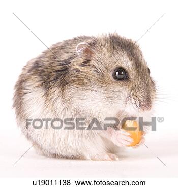 Stock Photo - zwerghamster, 
alfred, animal, 
animals, cankerous, 
corn. fotosearch 
- search stock 
photos, pictures, 
images, and photo 
clipart