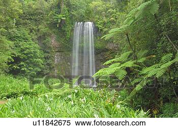 Stock Image - federal state, 
australischer, 
far, coalesce, 
cascade, australia. 
fotosearch - search 
stock photos, 
pictures, images, 
and photo clipart
