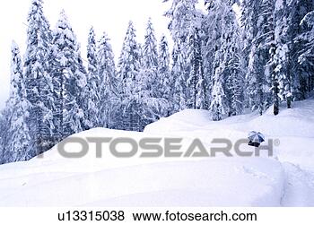 Stock Photo - bernhard, cow, 
coniferae, conifer, 
adults. fotosearch 
- search stock 
photos, pictures, 
images, and photo 
clipart