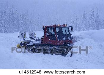 Stock Photo - cow, bernhard, 
coniferae, conifer, 
cold, abenddaemmerung. 
fotosearch - search 
stock photos, 
pictures, images, 
and photo clipart