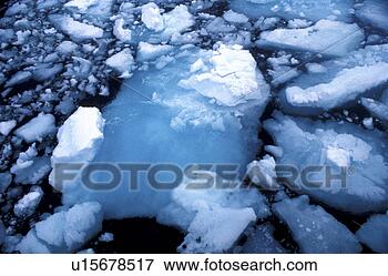 Picture - day, arctic region, 
cow, cold, bernhard, 
arctic. fotosearch 
- search stock 
photos, pictures, 
images, and photo 
clipart