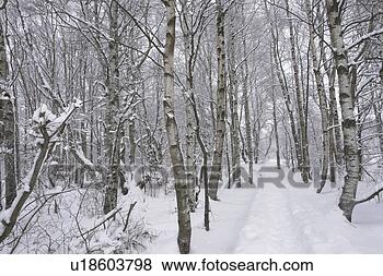 Stock Photo - moor, birchs, 
frg/bavaria, frg, 
forest, rhoen, 
away. fotosearch 
- search stock 
photos, pictures, 
images, and photo 
clipart