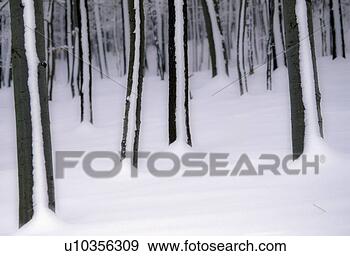 Stock Photograph - winterwald, austria, 
blanket of snow, 
calf, cold, december, 
drifted. fotosearch 
- search stock 
photos, pictures, 
images, and photo 
clipart