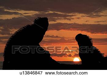 Picture - black, equador, 
echsen, dieter, 
animals. fotosearch 
- search stock 
photos, pictures, 
images, and photo 
clipart