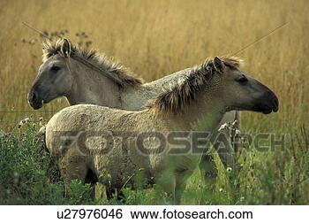 Stock Photo - brown, christian, 
animals. fotosearch 
- search stock 
photos, pictures, 
images, and photo 
clipart