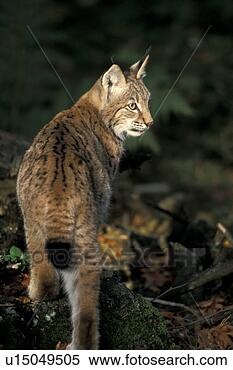 Banco de Imagem - costas,  vista, 
 carnívoro,  carnivora, 
 marrom,  animais. 
fotosearch - busca 
de fotos, imagens 
e clipart