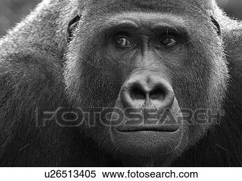 Banco de Imagem - dieter,  macaco, 
 contemplative, 
 close-up,  macacos, 
 animal. fotosearch 
- busca de fotos, 
imagens e clipart