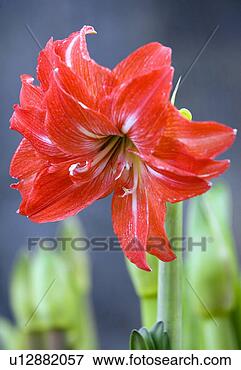 Picture - amaryllis flower. 
fotosearch - search 
stock photos, 
pictures, images, 
and photo clipart