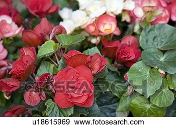 Arquivo Fotográficos - flores. fotosearch 
- busca de fotos, 
imagens e clipart