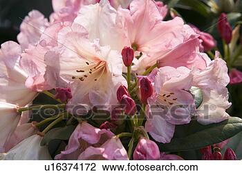 Stock Photo - rhododendron flowers. 
fotosearch - search 
stock photos, 
pictures, images, 
and photo clipart