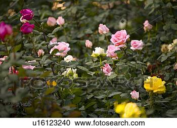 Arquivo de Fotografias - rosa,  bush. fotosearch 
- busca de fotos, 
imagens e clipart