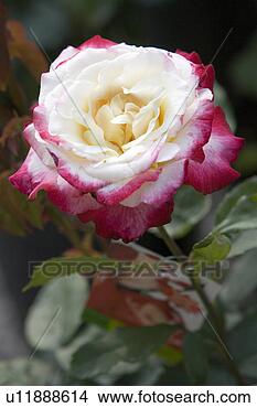 Stock Photo - rose. fotosearch 
- search stock 
photos, pictures, 
images, and photo 
clipart
