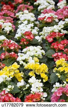 创意摄影图片库 - 秋海棠, 花 u17782079 - 搜寻