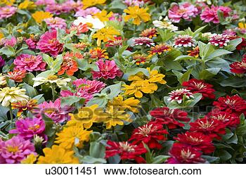 Stock Photography - zinnia flowers. 
fotosearch - search 
stock photos, 
pictures, images, 
and photo clipart