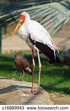Banco de Imagem - amarela,  billed, 
 cegonha,  hamerkop. 
fotosearch - busca 
de fotos, imagens 
e clipart