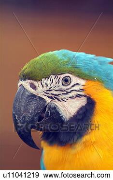 Arquivo Fotográficos - azul,  ouro,  
macaw. fotosearch 
- busca de fotos, 
imagens e clipart