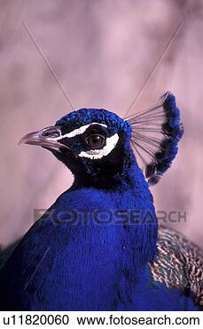 Arquivo de Fotografias - azul,  pavão. 
fotosearch - busca 
de fotos, imagens 
e clipart