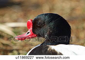 Picture - common shelduck. 
fotosearch - search 
stock photos, 
pictures, images, 
and photo clipart