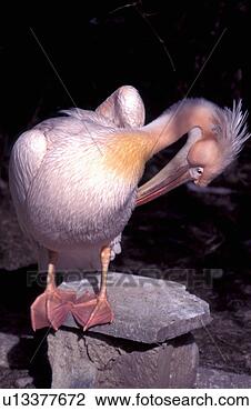 Banco de Imagem - cor-de-rosa,  
suportado,  pelicano. 
fotosearch - busca 
de fotos, imagens 
e clipart