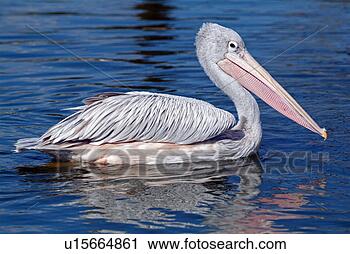 Arquivo de Fotografia - cor-de-rosa,  
suportado,  pelicano. 
fotosearch - busca 
de fotos, imagens 
e clipart