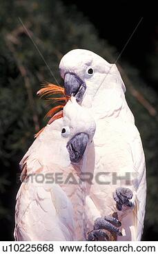 Banco de Imagem - enxofre,  crested, 
 cockatoos. fotosearch 
- busca de fotos, 
imagens e clipart