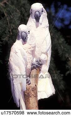 Banco de Imagem - enxofre,  crested, 
 cockatoos. fotosearch 
- busca de fotos, 
imagens e clipart