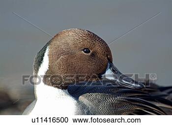 Arquivo de Fotografias - falcated,  pato. 
fotosearch - busca 
de fotos, imagens 
e clipart