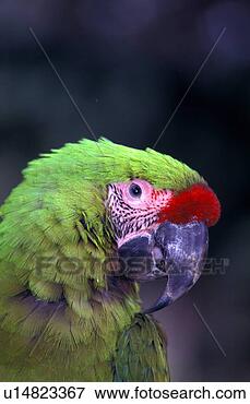 Foto - militar,  macaw. 
fotosearch - busca 
de fotos, imagens 
e clipart