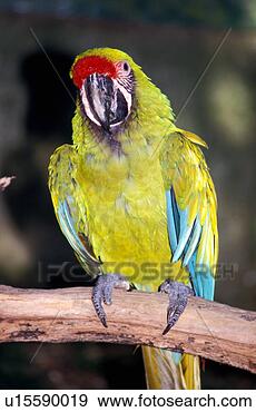 Arquivo Fotográficos - militar,  macaw. 
fotosearch - busca 
de fotos, imagens 
e clipart