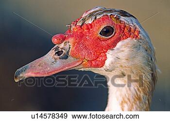 Arquivo Fotográficos - muscovy,  pato. 
fotosearch - busca 
de fotos, imagens 
e clipart