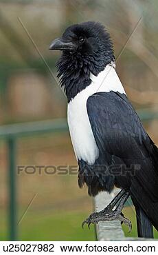 Stock Photo - pied crow. fotosearch 
- search stock 
photos, pictures, 
images, and photo 
clipart