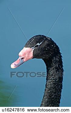 Banco de Imagem - pretas,  necked, 
 cisne. fotosearch 
- busca de fotos, 
imagens e clipart