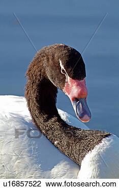 Banco de Imagem - pretas,  necked, 
 cisne. fotosearch 
- busca de fotos, 
imagens e clipart