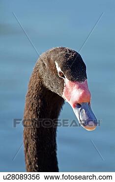 Banco de Imagem - pretas,  necked, 
 cisne. fotosearch 
- busca de fotos, 
imagens e clipart
