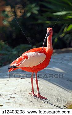 Banco de Imagem - scarlet,  ibis, 
 pássaro. fotosearch 
- busca de fotos, 
imagens e clipart