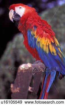Arquivo Fotográficos - vermelho,  azul, 
 macaw. fotosearch 
- busca de fotos, 
imagens e clipart