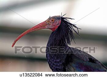Banco de Imagem - waldrapp,  ibis, 
 pássaro. fotosearch 
- busca de fotos, 
imagens e clipart