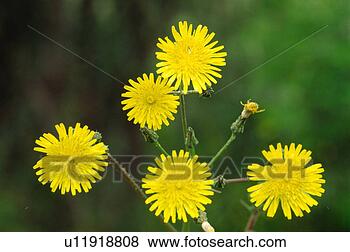 Stock Photo - bristly oxtongue 
flower. fotosearch 
- search stock 
photos, pictures, 
images, and photo 
clipart